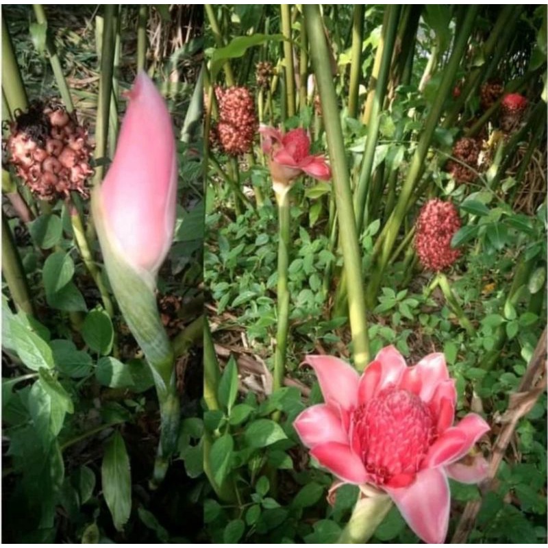 

dau kecombrang / daun simpur kalimantan