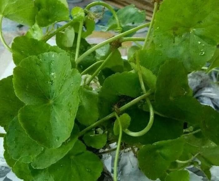 Bibit daun pegagan/tanaman pegagan (obat herbal)