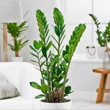 bibit zamioculcas, tanaman dolar, zamio dolar