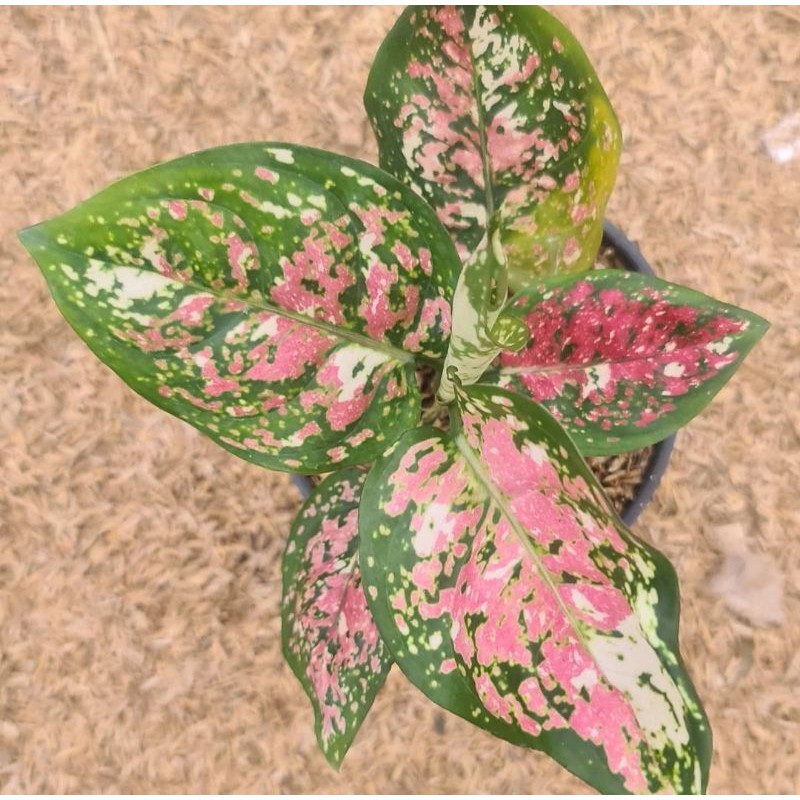 Bibit aglonema tricolor