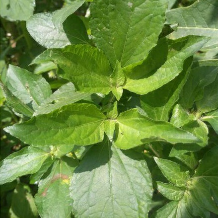 Legetang, Getang, Jotang kuda. 500gr tanaman herbal