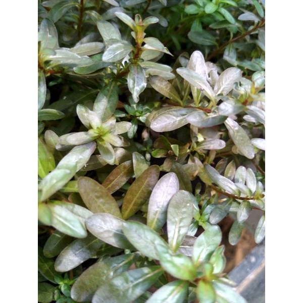 Ludwigia inclinata brown