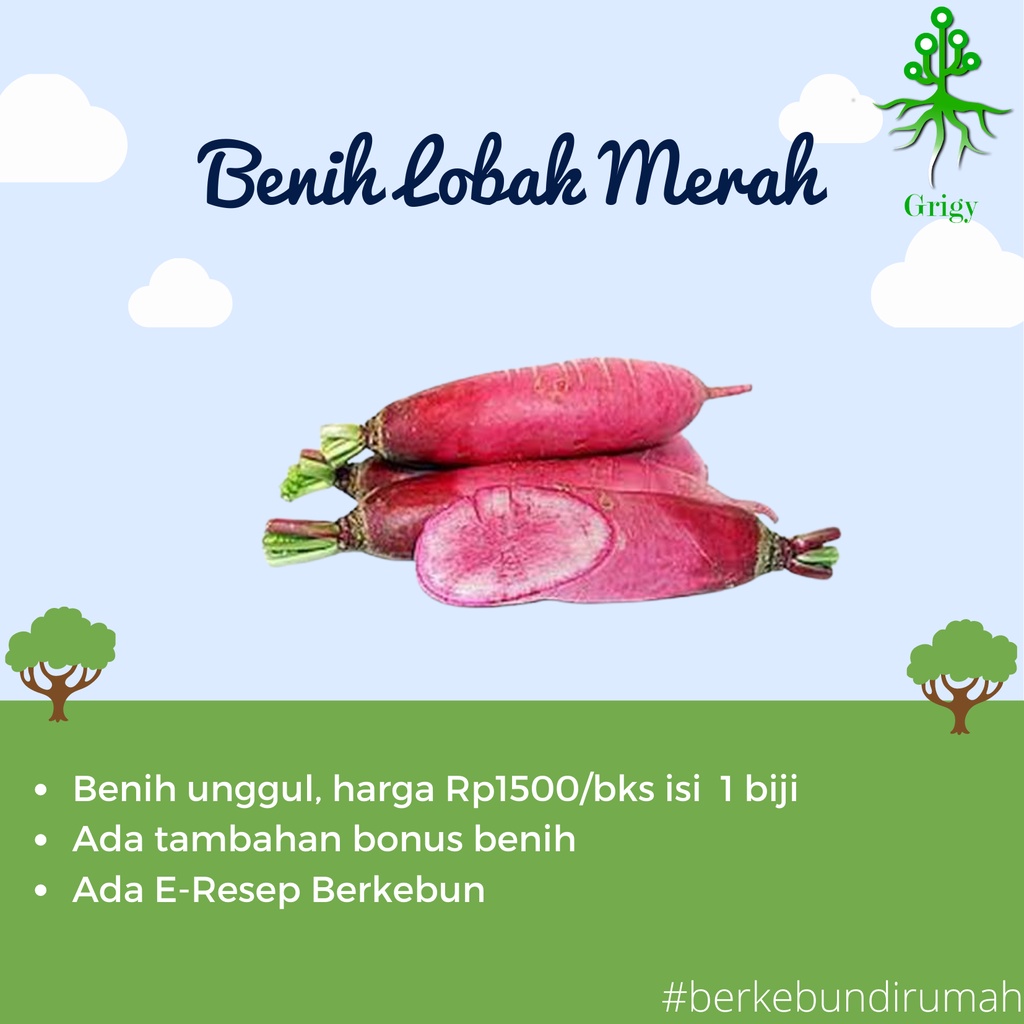 BENIH LOBAK MERAH, BIJI LOBAK MERAH, BENIH LOBAK, BIJI LOBAK