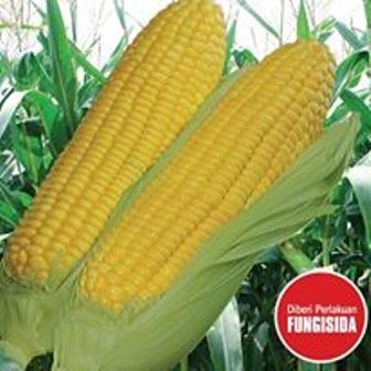 benih jagung manis, jual benih jagung manis murah