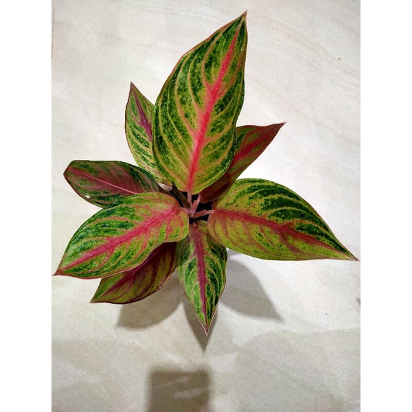 aglonema RED PANAMA / SWEET HEART