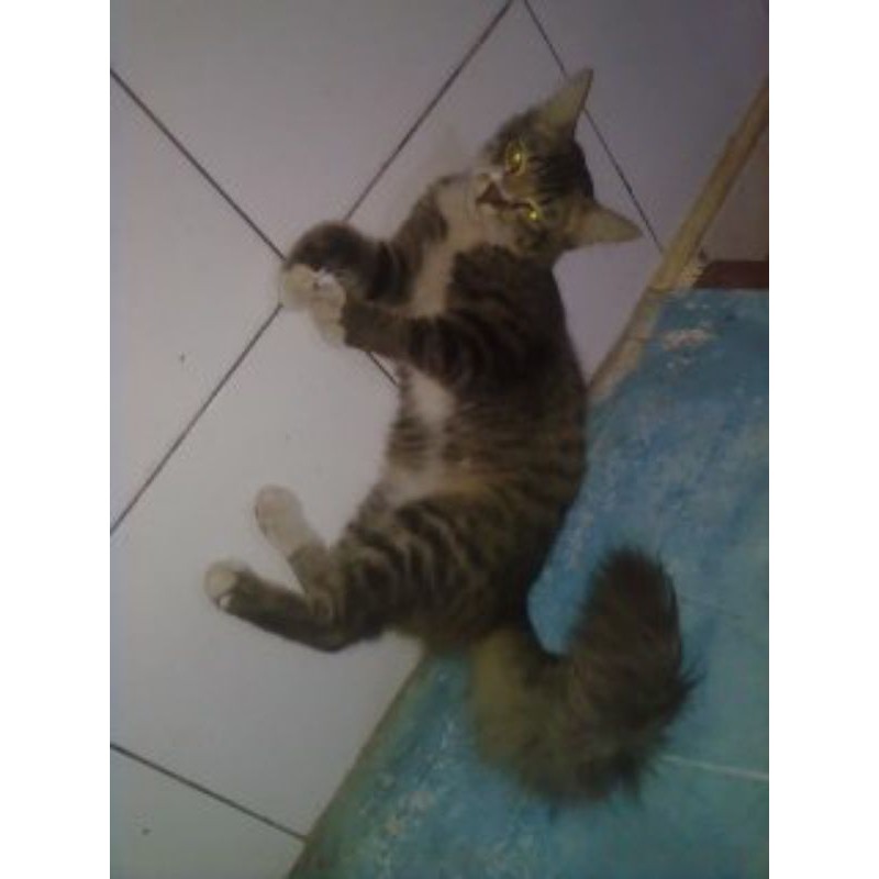 

persia