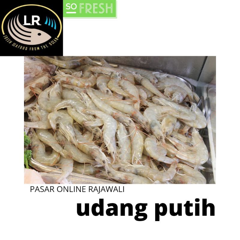 

udang putih vename