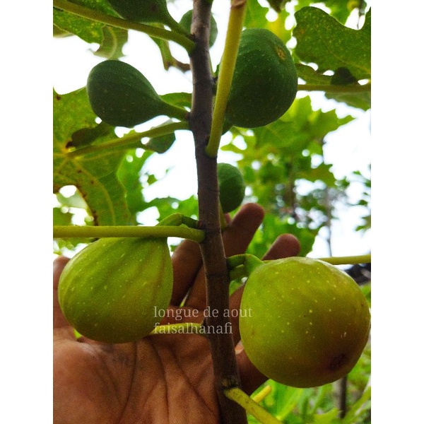 Bibit buah tin Jenis LDA