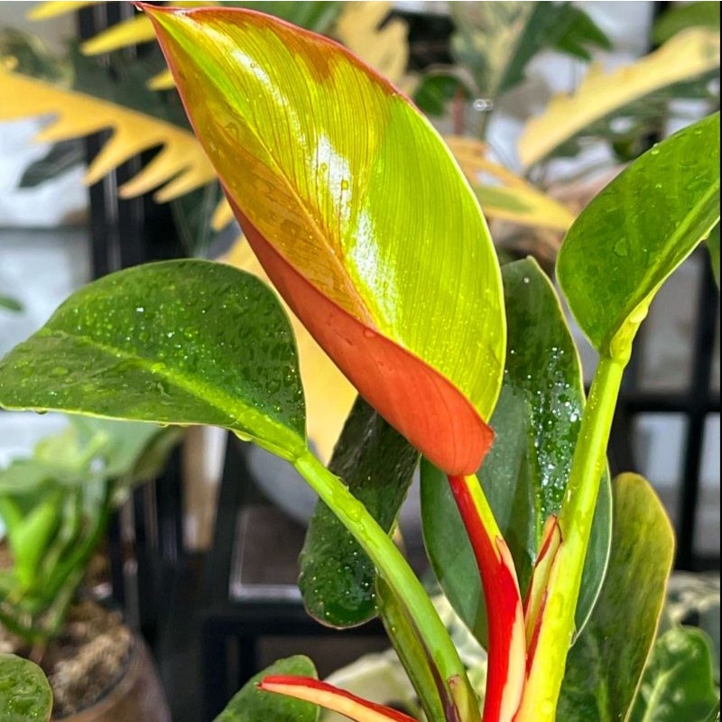 Tanaman Hias Philo congo apple varigata / Philodendron Congo apple variegated/ Tanaman hias meja / F