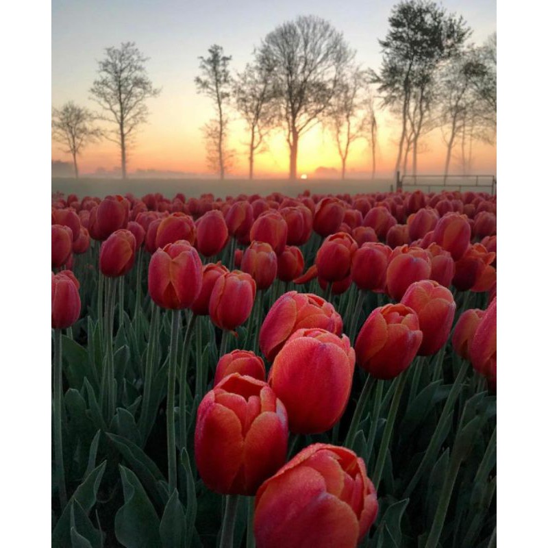 Lukisan murah poster murah hiasan dinding gambar taman bunga tulip plus bingkai ukuran 65×45