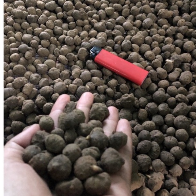 katak porang mini isi [400-500] 1KG murah