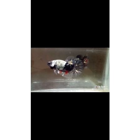 Ikan Cupang Jantan Avatar Cooper Gold