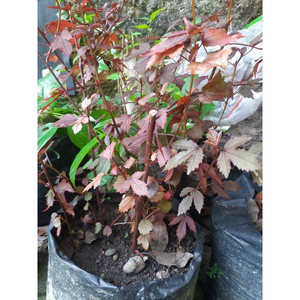 bibit tanaman red panama, bibit bonsai red panama.