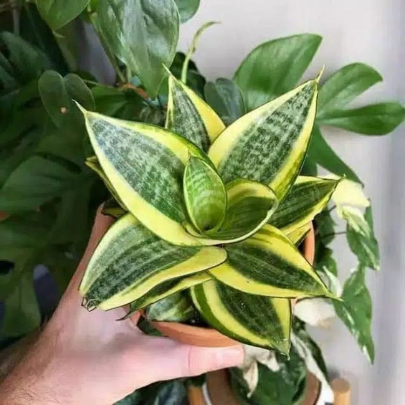 Tanaman hias sansivera-LIDAH MERTUA TWISTER