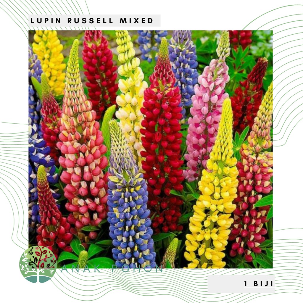 Benih Bibit Biji - Bunga Lupin Russell Mixed Flower Seeds - IMPORT