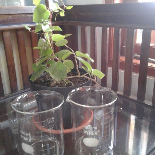 beaker glass gelas kimia