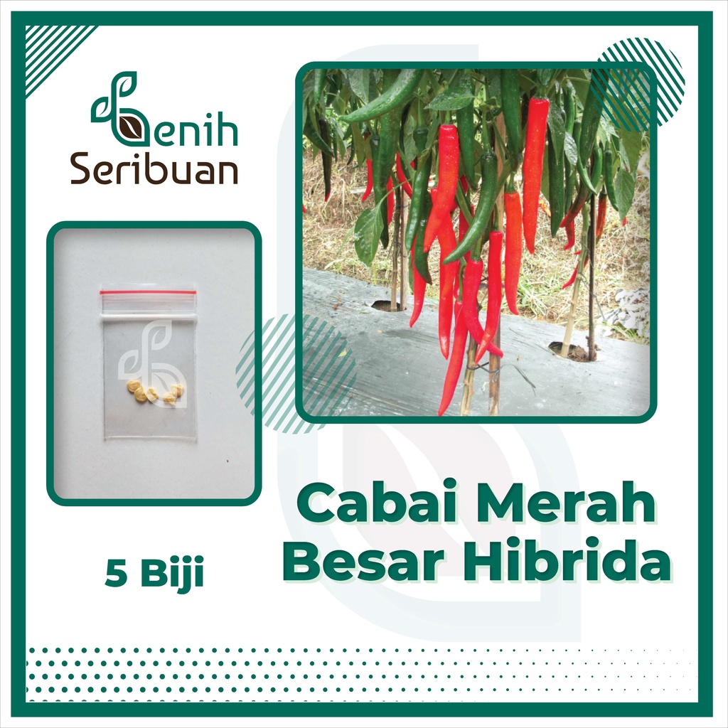 5 Biji - Bibit Cabe Merah Besar Hibrida F1 Darmais Benih Cabai Super Unggul Sayuran Buah Lebat Besar