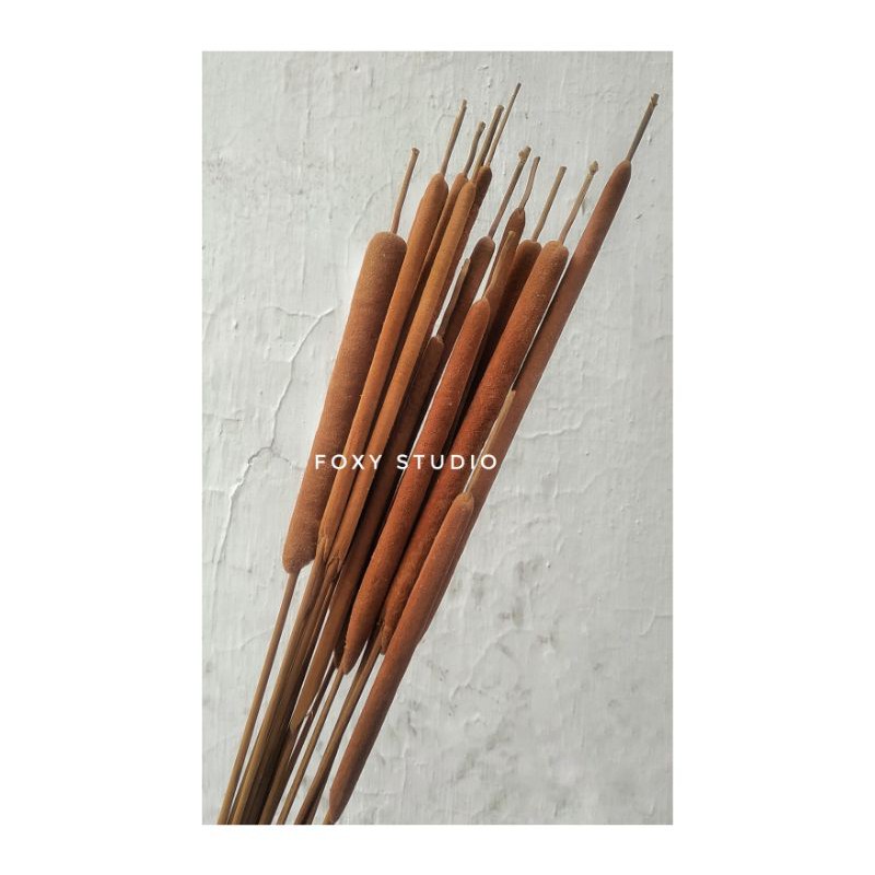 Bulrush / Dried Cattail / Rumput ekor kucing / Typha