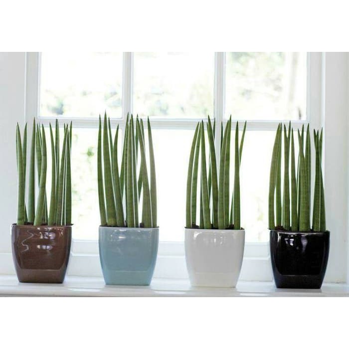 Bibit Tanaman Hias Sukulen Sansevieria Tombak