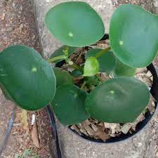 Tanaman hias Peperomia polybotria / paperomia raindrop - Bibit tanaman hias hidup