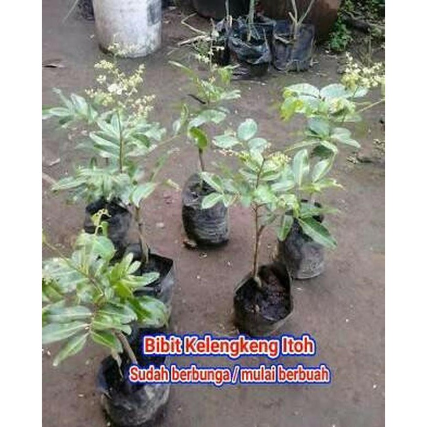 

Jual Bibit Kelengkeng ITOH super sudah berbunga cepat berbuah tools Murah