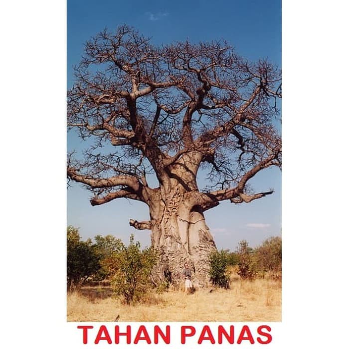 20 Biji Benih Bibit Baobab Adansonia digitata pohon tahan panas caudex