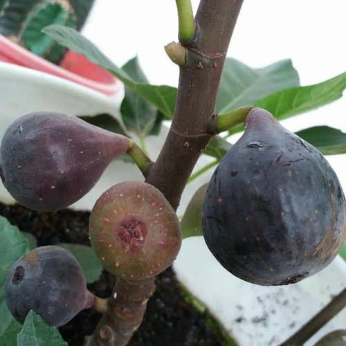 Bibit Tin Negrone/ Tin Hitam/ Pohon Tin Negrone