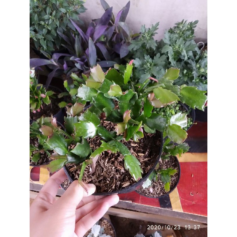 

TERMURAH & TERLARIS capit kepiting berkualitas