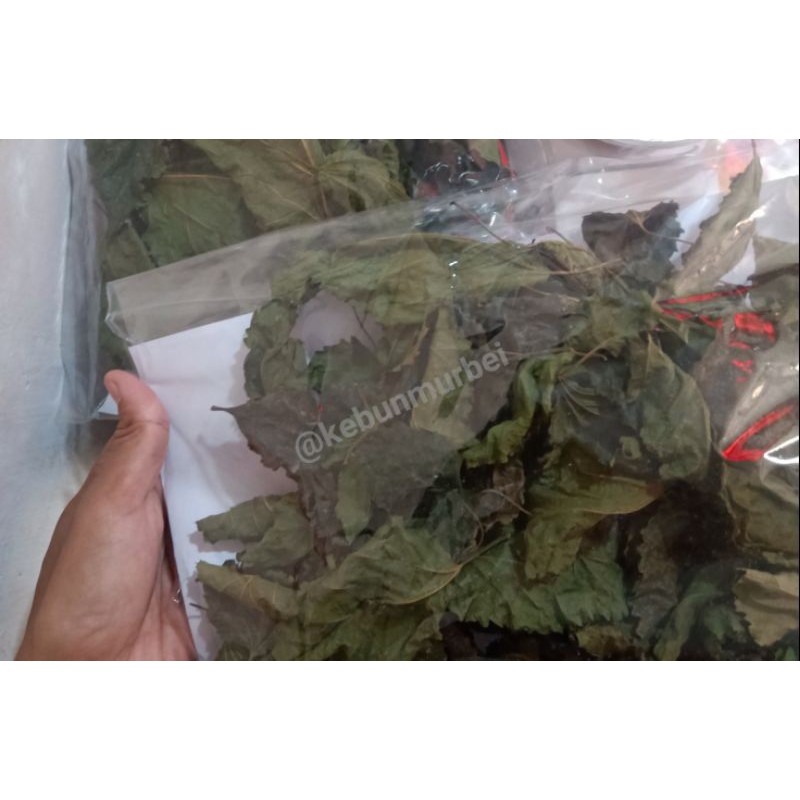 

Dried Mullbery leaves / Daun murbei kering