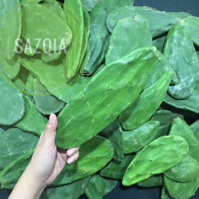 

Kaktus Centong / Opuntia Segar 1kg