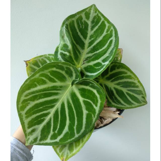 Anthurium Kuping Gajah Silver Anthurium Kuping Gajah Silver