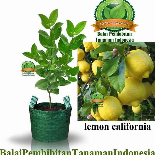 ORI BIBIT LEMON CALIFORNIA / BIBIT BUAH / TANAMAN ASLI
