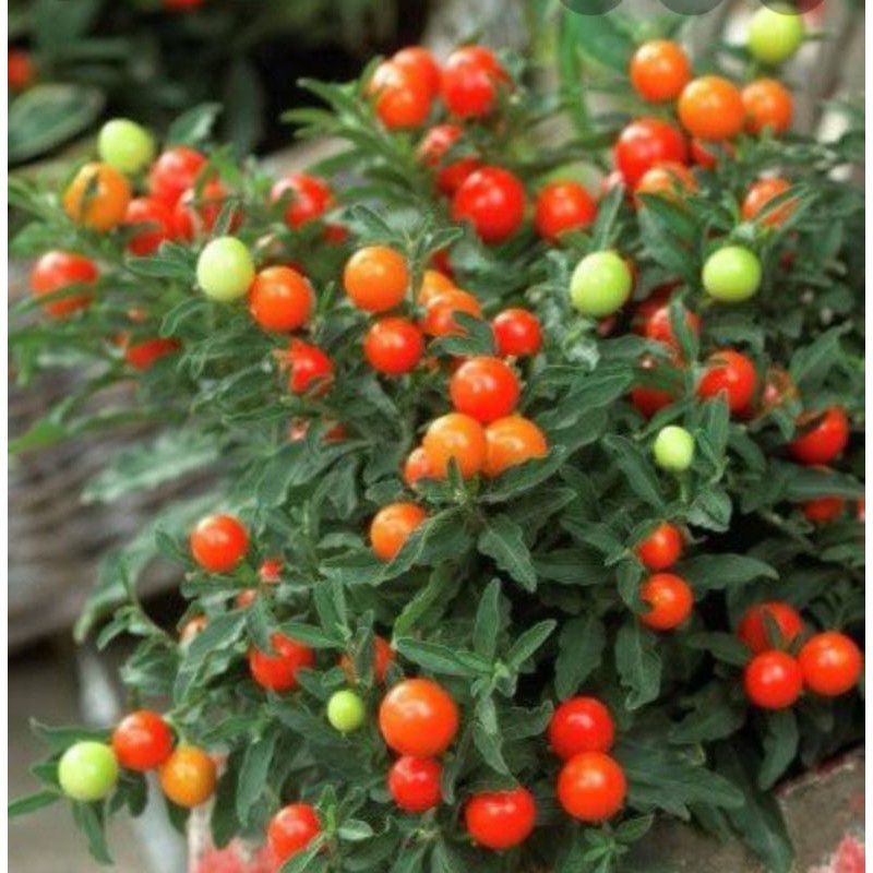 

BIJI TOMAT CRISMIL MURAH BERKWALITAS