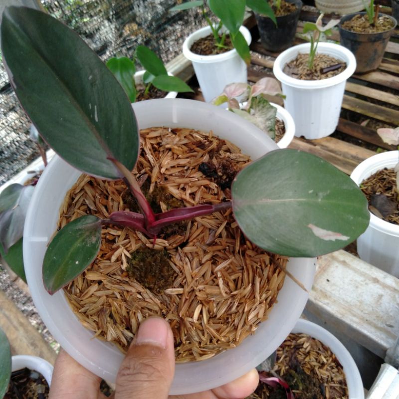 Philo Pink princess+pot philodendron pink princess Niming tanamanhias