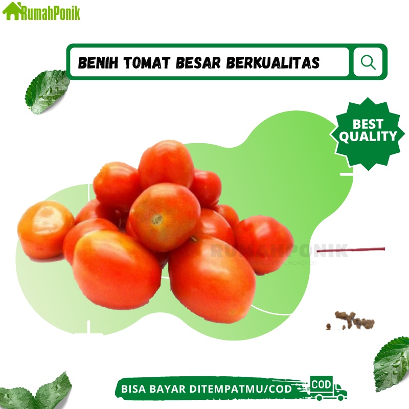 Puluhan Benih Buah Tomat / Benih Tomat / Bibit Tomat Besar