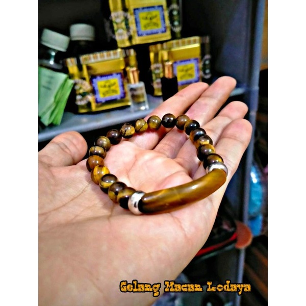 Gelang macan Lodaya