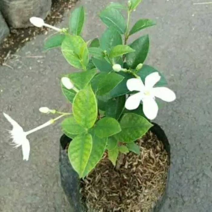 Tanaman bunga melati jasmine pohon melati jasmin