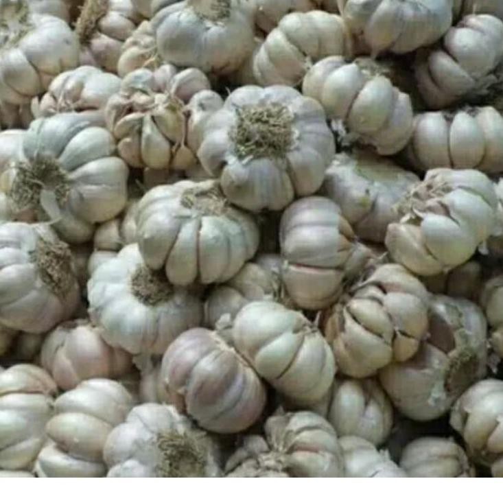 

PROMO SPESIAL 1KG Bawang Putih Honan / Banci Bersih