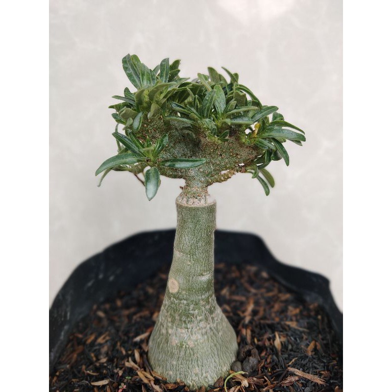 Adenium "Yaman Kristata"