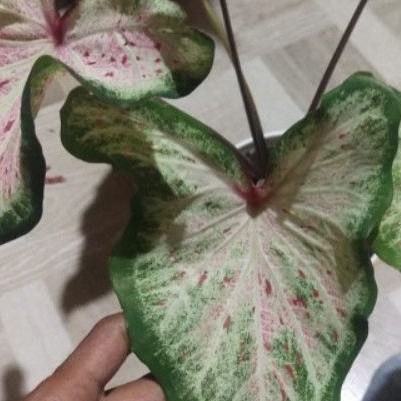 keladi pink ratana