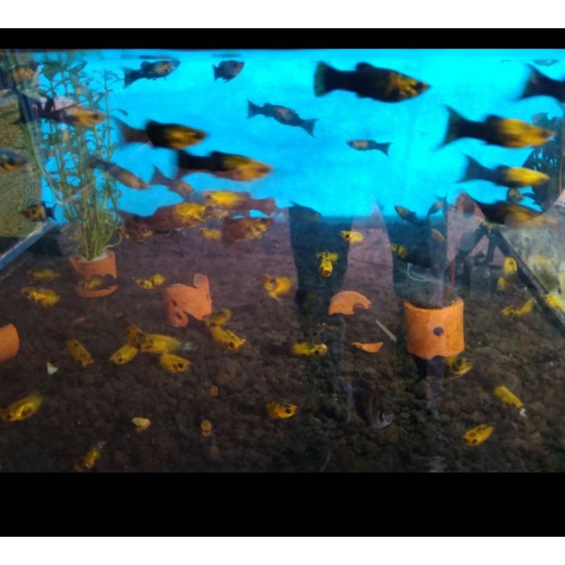 

ikan hias golden black. platy black molly