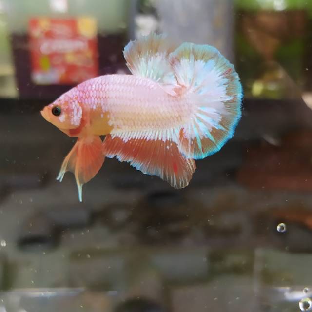 Cupang white scale