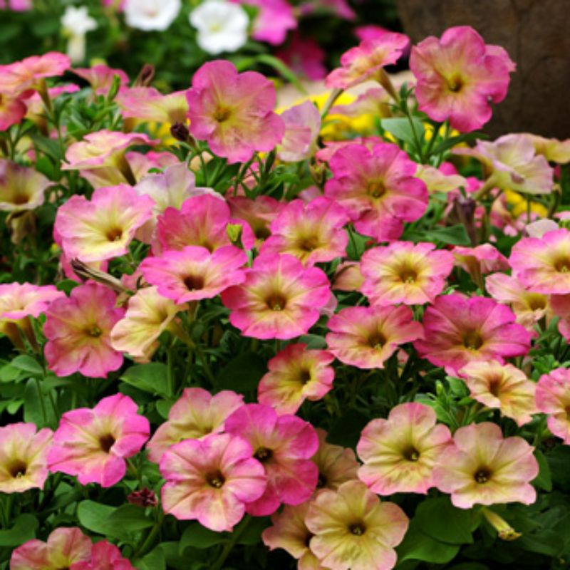 Petunia Debonair Dusty Rose F1