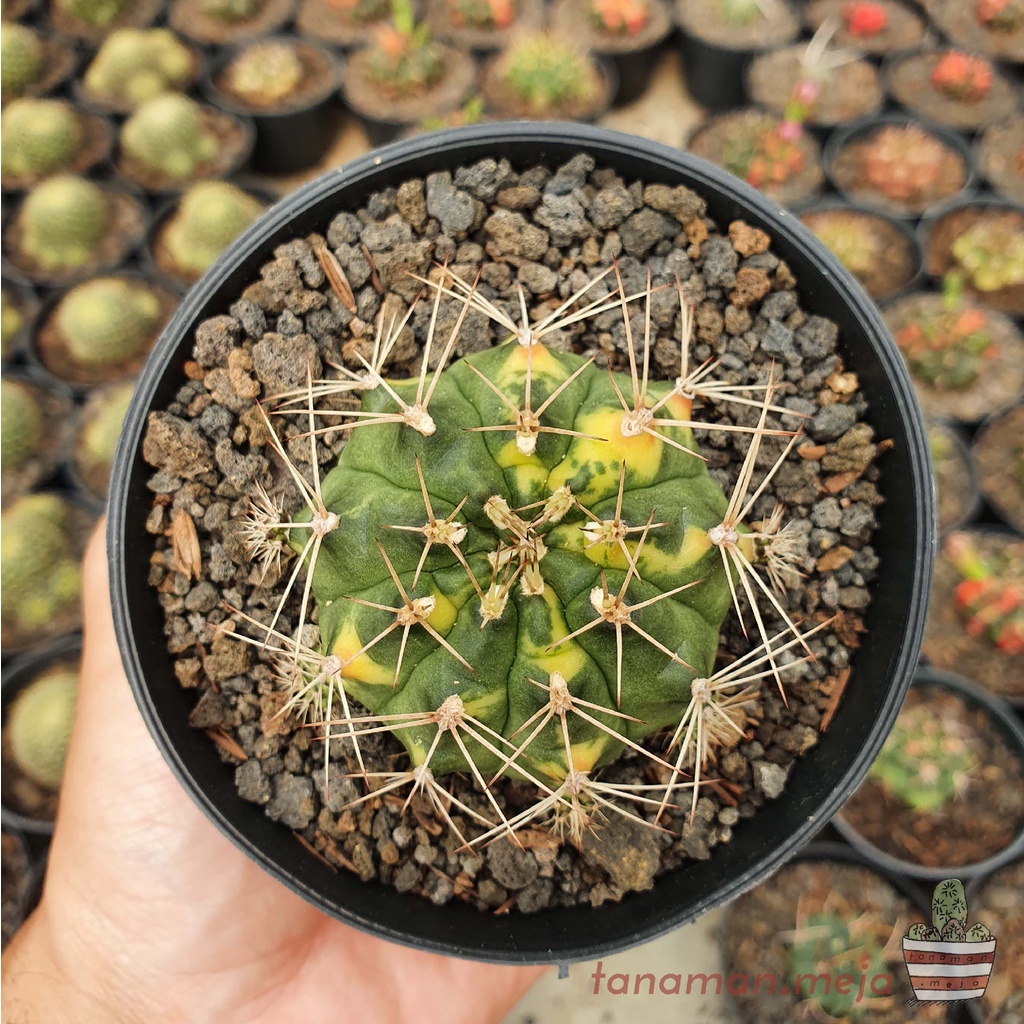 Tanaman Hias Hidup - Kaktus dan Sukulen (Gymnocalycium Cat's Eye)