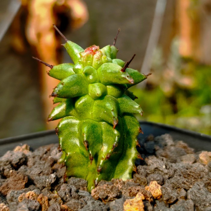 euphorbia horrida monstruosa KAKTUS SUKULEN|TANAMAN HIAS