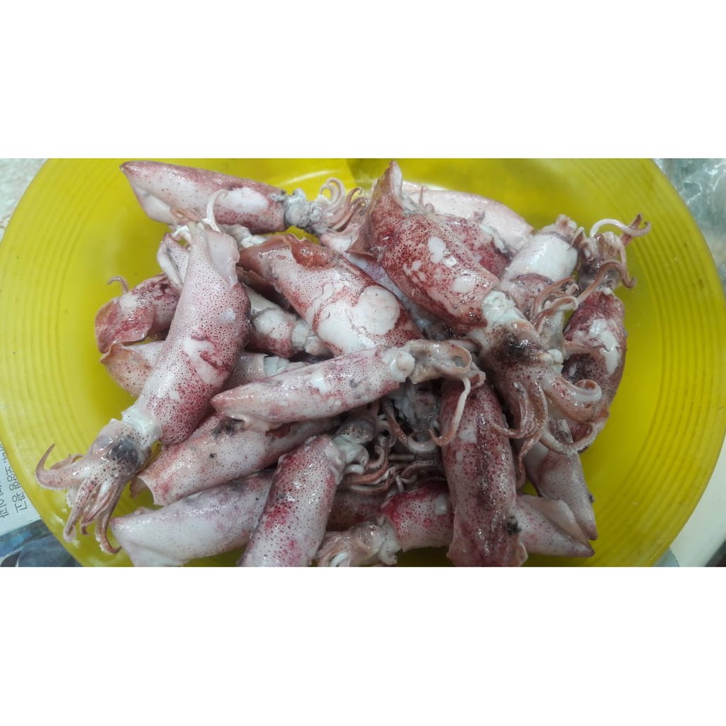 

Cumi Jarum Super