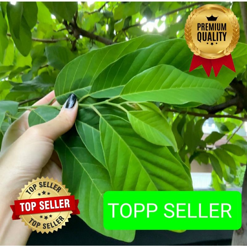 

DAUN SRIKAYA HUTAN FRESH ORGANIK 1000 GRAM (PREMIUM QUALITY)