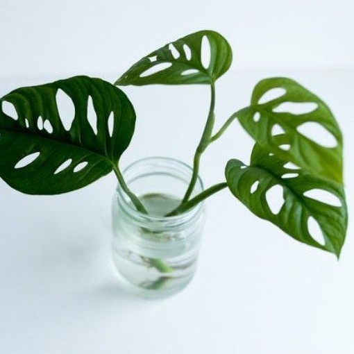 Tanaman Monstera Obliqua Tanaman Janda Bolong Shopee Indonesia