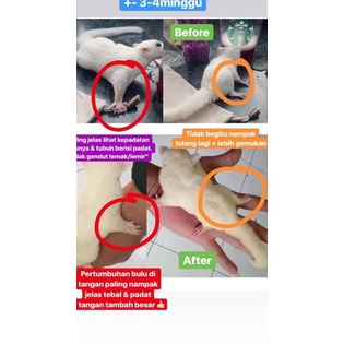 MURMER LR094 PRO BOOSTER 50gr VITAMIN SUGAR GLIDER MAKANAN SUGAR GLIDER PROTEIN BOOSTER PROBOOSTER