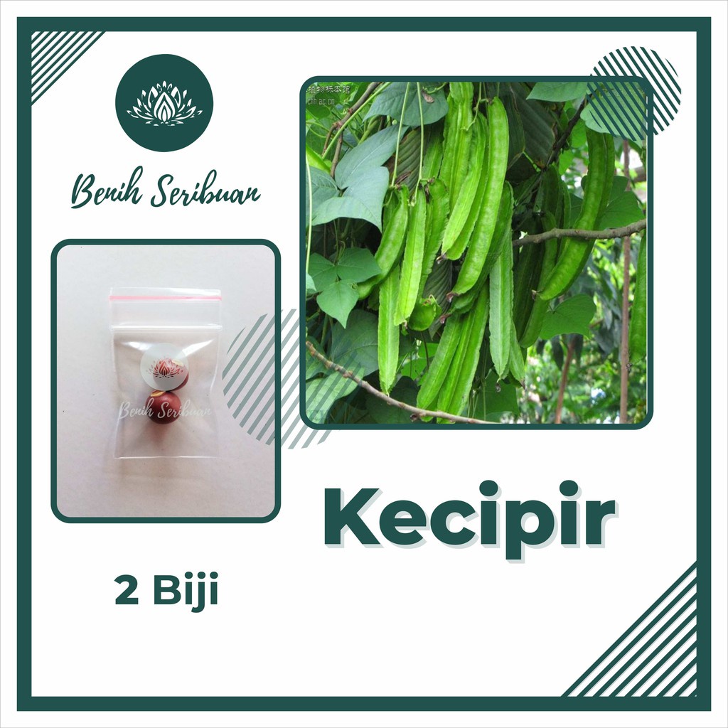 BS-BYL Bibit Sayuran Benih Sayur Buah Hibrida Unggul Buncis Cabe Rawit Bawang Jagung Kacang Lobak Pare Oyong Timun Terong Tomat Wortel dll-KECIPIR